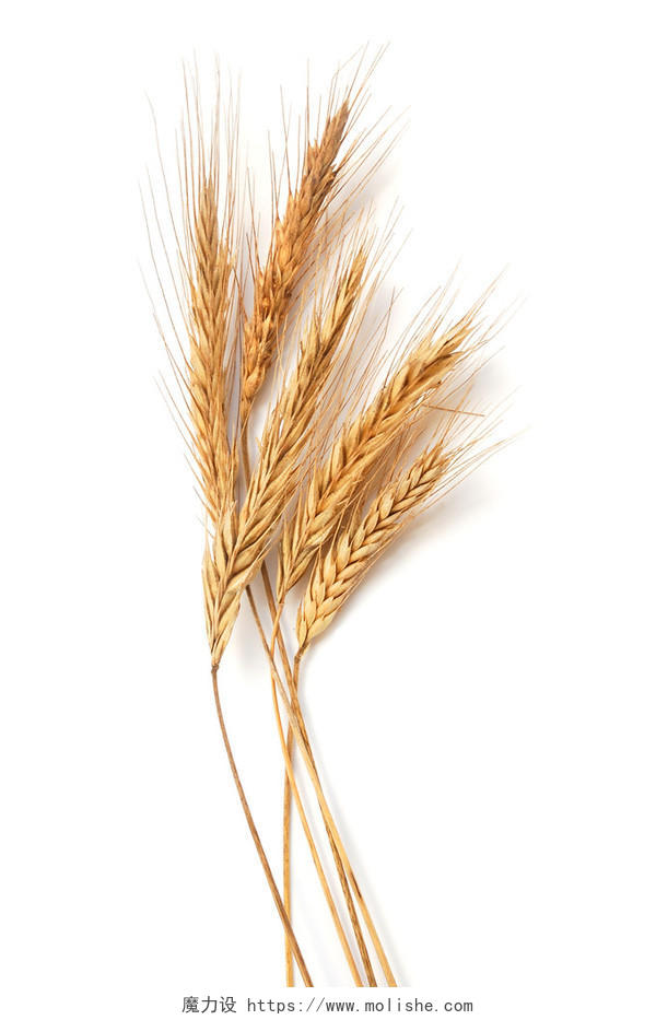 白底背景植物粮食五谷一束成熟的麦穗二十四节气24节气芒种小满